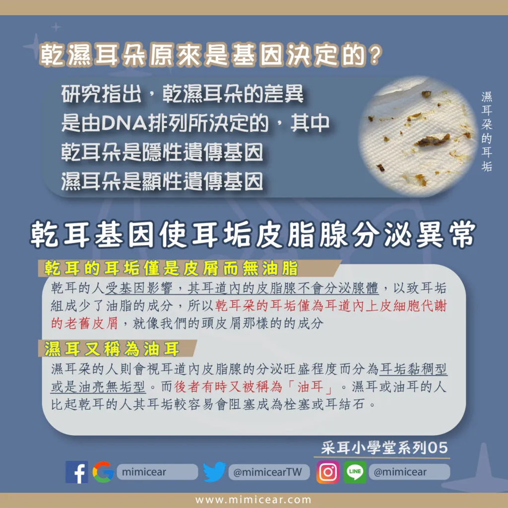 乾濕耳是基因決定的